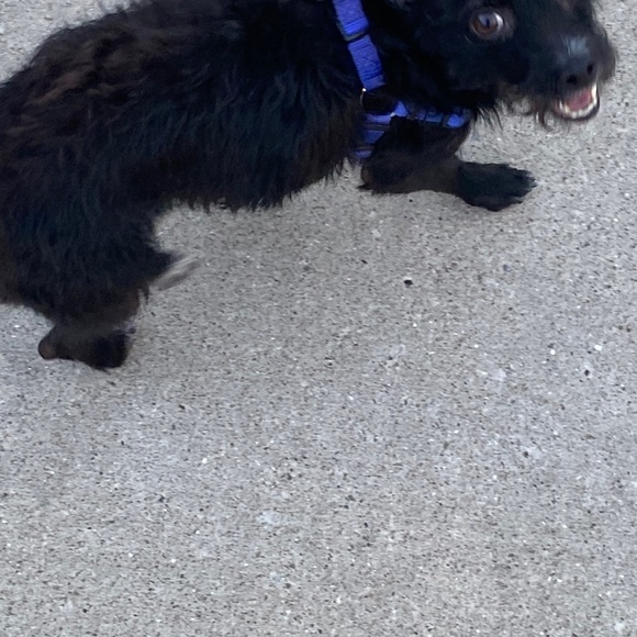 NOT FOR SALE!! Just showing off my dog Luna - Picture 5 of 9